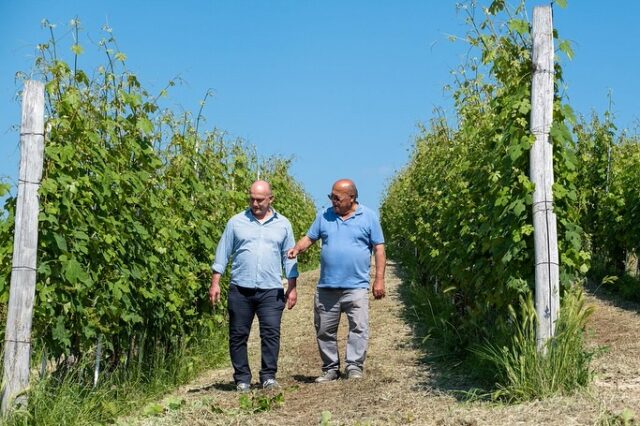 La Spinona’s vineyards are rooted in the finest hillsides of Barbaresco and Novello, with sun-drenched slopes and a microclimate shaped by the Tanaro River. These natural conditions, combined with meticulous handwork, give birth to wines of precision and elegance — from the finesse of Barbaresco and Nebbiolo to the power of Barolo. Guided by a philosophy of respect for nature, the Berutti family cultivates their vines sustainably, using natural fertilization from their Fassona cattle and low-impact treatments. The result: wines that embody the soul of their land, vintage after vintage.
🌿 Explore La Spinona’s unique terroirs through their wines, proudly part of our H. Mercer Imports portfolio.
@la_spinona 
#laspinona #barbaresco #barolo #nebbiolo #piedmontwines #sustainablewine #familyvineyard #hmercerimports