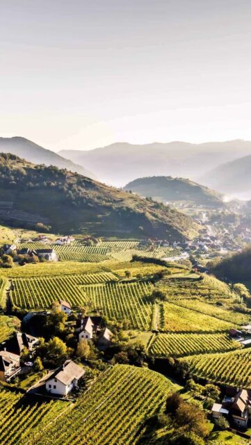 From the Wachau to San Francisco 🇦🇹🍷
Franz-Josef Gritsch and Maria Peler from Gritsch Winery joined Kristin to talk about terroir, tradition, and the passion behind their wines.
This is just a glimpse — watch the full interview now on our YouTube channel! 🎥
@winery_fjgritsch 
#hmercerimports #gritschwinery #austrianwine #wachau #familywinery #wineinterview #winestories #wineevent #sanfrancisco #sommlife