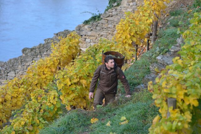 At Gritsch Winery, Austria, winemaking is a story of balance: between history and innovation, tradition and evolution. 🍇
Winemaker Franz-Josef Gritsch represents seven generations of his family’s dedication to the vineyards of Spitz, in the heart of the Wachau.
Between the 800-year-old Mauritiushof, a symbol of timeless heritage, and the Kalmuck cellar, equipped with the most modern technology, the past and present coexist in perfect harmony.
@winery_fjgritsch 
#wachau #gritschwinery #austrianwine #familywinery #hmercerimports #winestories #winemaker #vineyardlife #terroir #handharvested #winewithsoul #winelovers