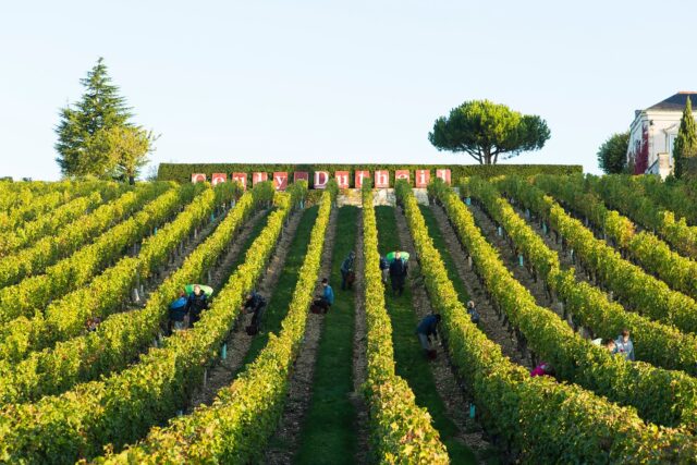 At Couly-Dutheil, picking grapes isn’t just a task, it’s the heart of the year. Each bunch is carefully hand-harvested, tasted, and sorted with patience and precision.
Arnaud Couly believes great wine starts long before the cellar. In the vines, the work is all about balance: removing a few leaves to let the sun reach the grapes, spacing them just enough to breathe, and waiting until ripeness feels perfect.
Once in the winery, it’s all about gentleness: slow fermentations, minimal intervention, and just enough technology to preserve what nature has already done. The goal? Wines that taste like where they come from the limestone, the light, and the Loire itself.
A year of care, captured in a few short weeks of harvest.
#hmercerimports #coulydutheil #chinon #loirevalley #harvest #cabernetfranc #familywinery #terroir #vineyardlife #handharvested