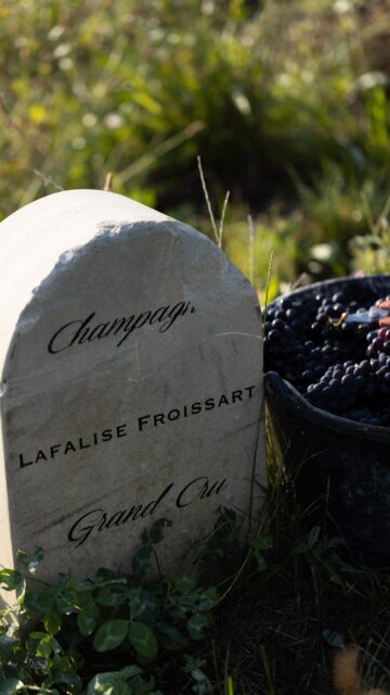 For Paul Froissart, great Champagne starts in the vineyard. 🍇

At Lafalise-Froissart @champagne_lafalise_froissart , each Grand Cru parcel in Verzenay and Verzy is farmed with care to preserve soil life, balance, and the true expression of Pinot Noir.

Harvest decisions are made plot by plot, and in the cellar, precision and restraint guide every step. The goal is simple: wines shaped by their place, not by intervention.

This is Champagne built on patience, observation, and respect for terroir.

#hmercerimports #lafalisefroissart #champagne #grandcru