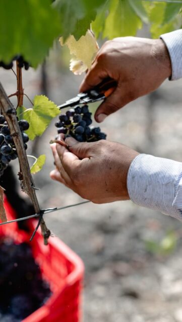 What makes Montalcino… Montalcino? 🍷
Alberto Machetti, dedicated winemaker from Tenuta Buon Tempo, breaks down the unique microclimate of Montalcino, where altitude, sun exposure, and cooling winds create the perfect balance for Sangiovese.
@tenutabuontempo
🎥 Check our YouTube channel for more long-version winemakers interviews!
#hmercerimports #montalcino #brunellodimontalcino #sangiovese #italianwine