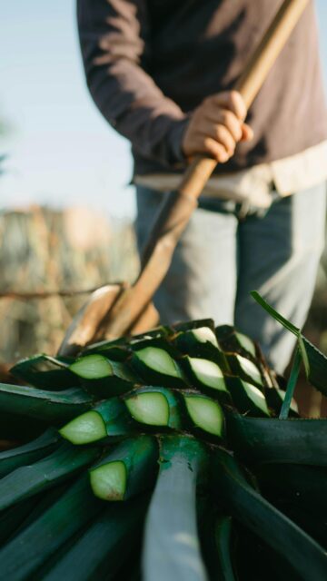 A flow of words, and suddenly we’re in Oaxaca. 

Agave fields, craftsmanship, smoke.
The rhythm of the hands, the time it takes, the patience behind every step to the final tasting.

Maestra Silvia Philion guides us through it all; the craft, the gestures, the soul of mezcal.

So glad we got the chance to spent the week with Silvia and Patricia, from their words to the images, from Mexico to Los Angeles.

@mezcaloteca 

#hmercerimports #mezcalosfera #mezcal #oaxaca #agave