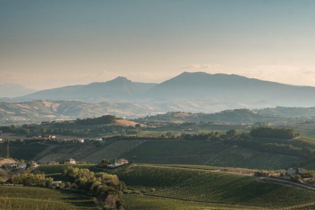 What makes the wines of Il Conte Villa Prandone so distinctive? 🍷

It starts with geography.

The estate sits between two powerful influences: the Adriatic Sea, just 7 kilometers away, and the Sibillini Mountains to the west. This unique position creates an ideal microclimate, combining warm sunshine, cooling sea breezes, and mountain air.

These conditions are particularly well suited to Marche’s native grape varieties: Pecorino, Passerina, Montepulciano, and Sangiovese. Each variety develops its own character while preserving freshness and aromatic intensity.

It’s a reminder that great wines are often the result of a place where everything comes together: climate, soil, tradition, and generations of experience.

@il_conte_winery 

#hmercerimports #ilcontevillaprandone #marchewine