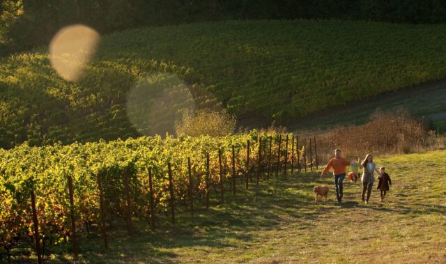 Not every acre is meant to grow grapes. 🌿
At Coeur de Terre Vineyard, nearly half of the estate is left untouched; forests, native plants, wildlife habitats. It’s a choice that reflects a simple belief: great wine starts with a healthy ecosystem.
Nestled in Oregon’s McMinnville AVA, the vineyard is shaped by the cooling winds of the Van Duzer Corridor and farmed with a regenerative approach that focuses on the long-term health of the land.
@cdtvineyard
#hmercerimports #coeurdeterre #oregonwine