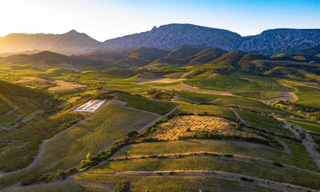 150 hectares. 130 parcels. And no two are quite the same. 🍇
At @mas_amiel ,the vineyard is a patchwork of different soils, exposures, and landscapes, each bringing something different to the wines.
Some parcels date back more than a century. Sainte Eugénie was planted in 1900, while Cabirou dates back to 1949. Grenache and Lladoner Pelut thrive on granite, while Carignan finds its place in calcium-rich schist.
This incredible diversity is at the heart of Mas Amiel’s identity. It allows the team to work parcel by parcel, understanding what each site can bring before deciding how the grapes will come together in the cellar.
Stay tuned for part 3 about Mas Amiel, where we’ll be sharing their very unique glass demijohns used to age their very special cuvées. 👀
#hmercerimports #masamiel #maury #maurysec cotesduroussillon