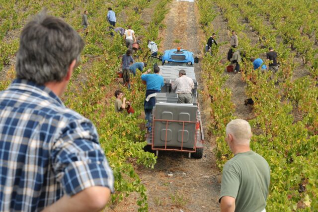 It’s harvest time!! 🍇
And at @mas_amiel , harvest means 150 hectares, 130 parcels, and countless decisions.
With organic certification since 2017 and biodynamic certification since 2020, the team works without chemical treatments and pays close attention to the living ecosystem of the vineyard. Biodynamic preparations are applied according to lunar and planetary cycles, with the goal of keeping the soil and vines healthy and allowing each parcel to express its own character.
That matters even more here: Grenache and Lladoner Pelut grow on granite, Carignan on calcareous schist, and each parcel has its own story, some dating back more than a century.
This week, the vineyards are busy. Next week, we’ll be welcoming Manon from Mas Amiel to California! We can’t wait to have her with us, taste together, and share more of what makes this domaine so special. 🍷
Stay tuned in stories!! 🔜
#hmercerimports #masamiel #harvest #maury