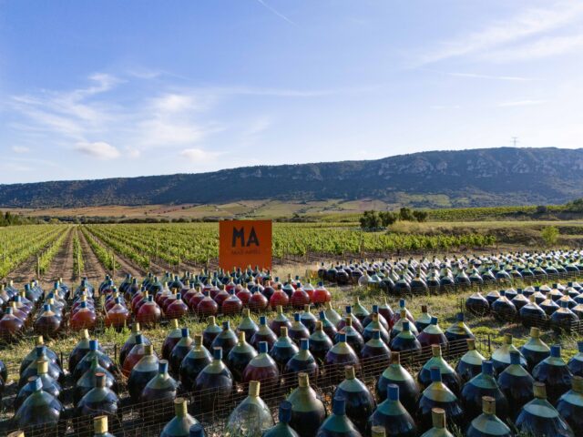 A year under the sun.
At @mas_amiel , 60L glass demi-johns are placed outdoors for an entire year, exposed to UV, temperature changes, moonlight, and the Tramontane winds.
This slow oxidative aging creates the distinctive rancio aromas and deep colour of their oxidative wines.
🤫 1,000 demi-johns. One very unusual technique.
Same sun. Same demi-johns. Decades apart.
This old photograph shows the technique that has been part of Mas Amiel’s identity for generations.
Today, the tradition continues: wine aged outdoors in glass before its long journey in oak.
Heritage, still very much alive.
A different vessel, a different expression.
Mas Amiel also uses terracotta amphoras during élevage, helping preserve freshness, purity, and delicacy while allowing the fruit and terroir to shine.
Sometimes, the vessel makes all the difference!
For Mas Amiel’s dry whites, élevage happens in oak 🍷🪵
The wines mature in oak demi-muids and foudres, developing texture and complexity while preserving their freshness and character.
Some barrels have seen more vintages than most of us 🫣
In Mas Amiel’s old cellar, wines continue their journey in enormous oak casks, some more than a century old.
Some oxidative wines spend 20, 30, even 40 years here.
At Mas Amiel, time is part of the winemaking.
