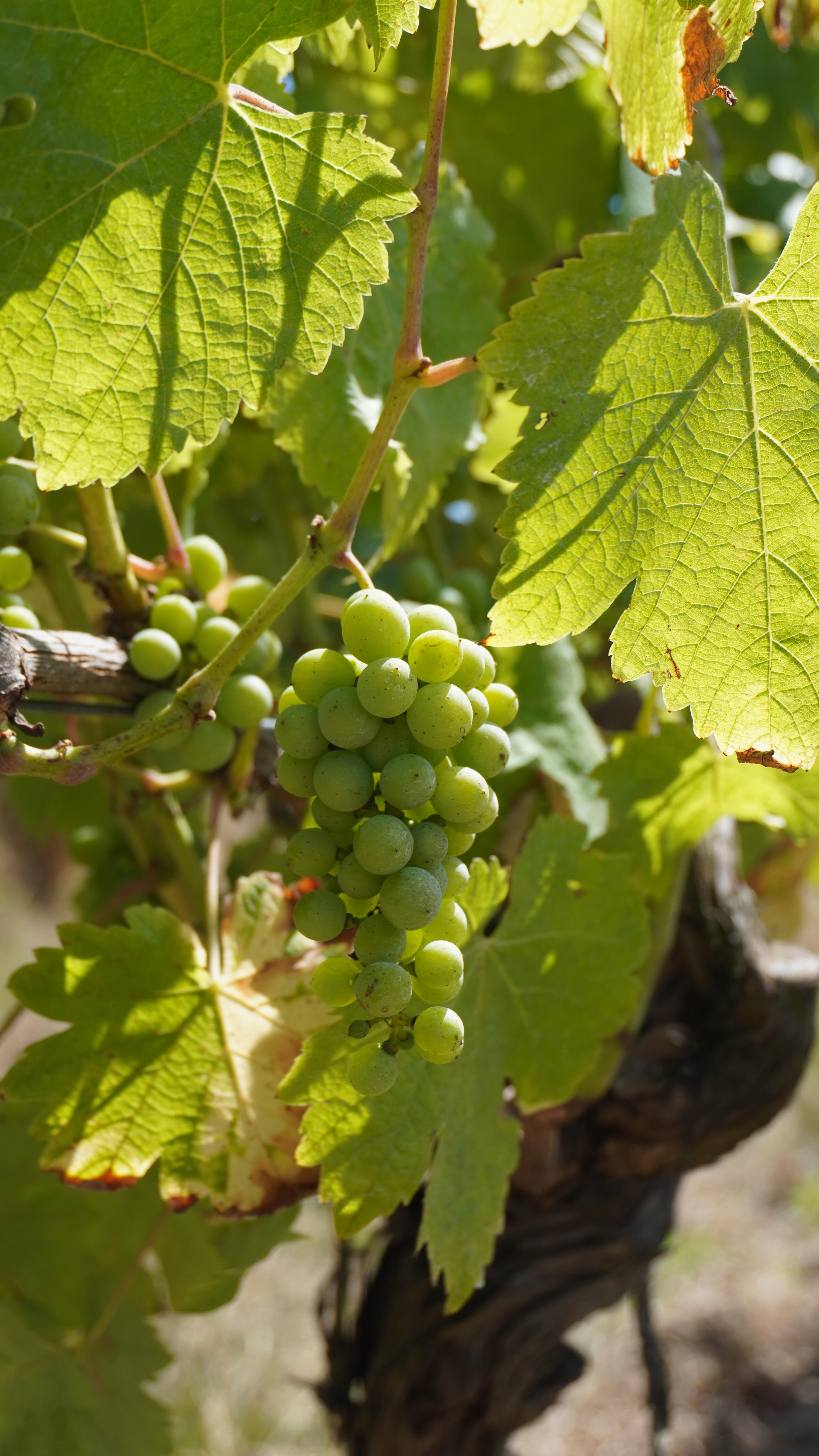 New year, same passion, more of us.
Happy New Year from the H. Mercer team 🥂

This year, we’re sharing more behind the scenes, more of our team, and more moments with Mark & Laurent, because wine is about people first.

What would you like to see more of from us this year? Interviews, tastings, travel, day-to-day life? Tell us 👇

#hmercerimports #happynewyear #winecommunity #behindthescenes #winelife winepeople importerlife winecontent